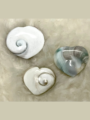 Gemstone Heart – Shiva Shell